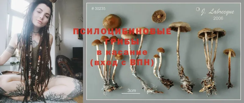 Псилоцибиновые грибы Cubensis  где найти   omg рабочий сайт  Беломорск 